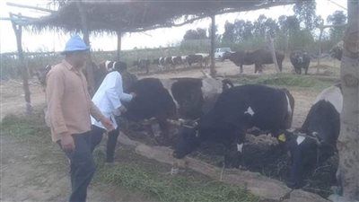 تحصين 14647 والتأمين على 619 رأس ماشية بالبحيرة