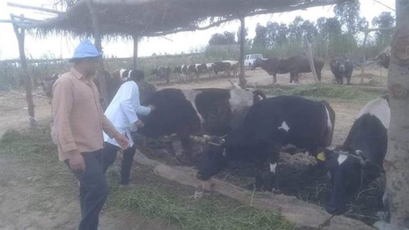 تحصين المواشى بالبحيرة