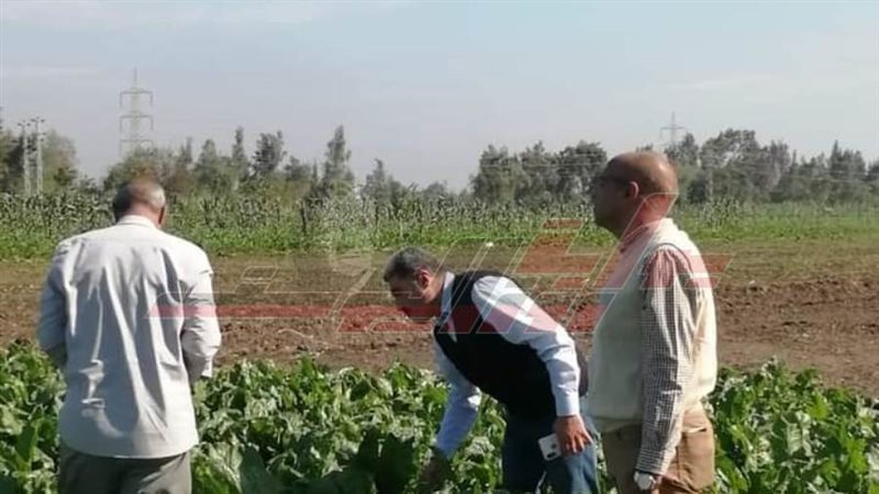 محصول البنجر