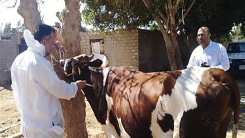 تحصين ماشية