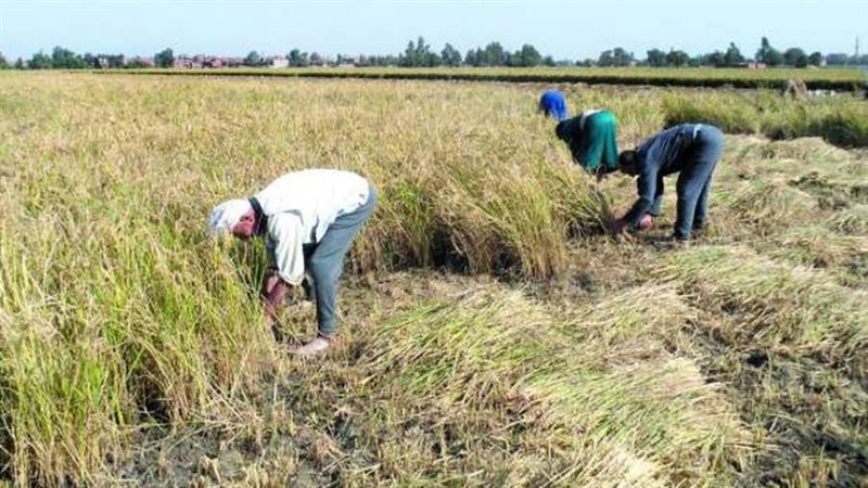 أراضي المنزرعة بالأرز