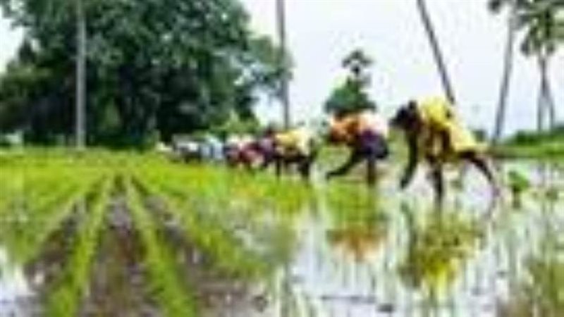 مزارعون هنود