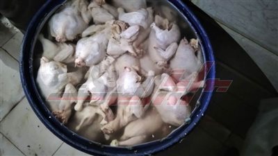 ضبط 2 طن دواجن مذبوحة خارج المجزر وحملات مكثفة بالمدن بأسواق كفر الشيخ
