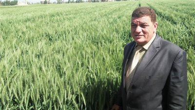 الزواوي: لجان متخصصة لمتابعة زراعات القمح بالبحيرة