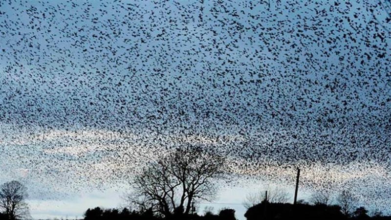 الطيور المهاجرة