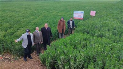 الدولة تساند صغار المزارعين.. متابعة ميدانية لزراعات القمح والفول البلدي 