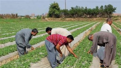 وزارة الزراعة تواصل نشاطها..زيارة ميدانية لصغار المزارعين ببنى سويف