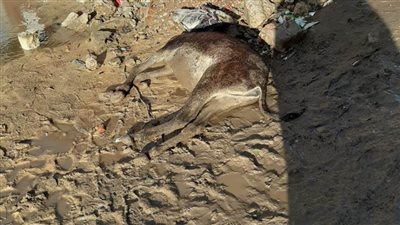 الأمطار تتسبب في صعق 