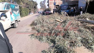 انقطاع الكهرباء بسبب سقوط شجرة بطريق 