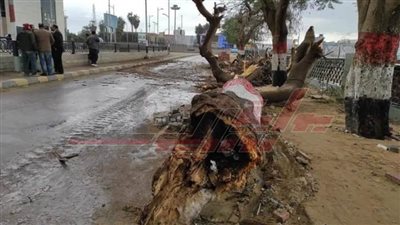تعطيل الحركة بطريق الكورنيش بسبب سقوط شجرة ببنها
