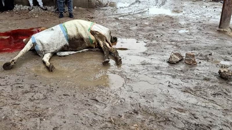 نفوق بقرة بسبب ماس