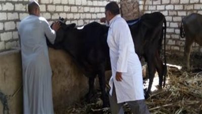 تحصين 52 ألفاً و48 رأسًا من الثروة ضد الحمى القلاعية والمتصدع ببنى سويف 