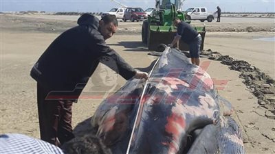  سحب أنثى الحوت لدفنها بطريقة صحية بكفرالشيخ