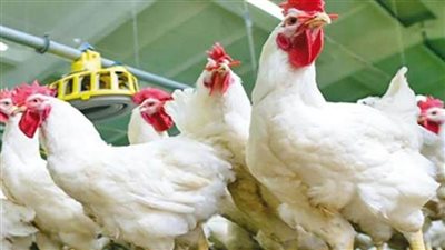 بورصة الدواجن الرئيسية اليوم..توافر الأصناف والأسعار تتراوح بين 33 و36 جنيهًا