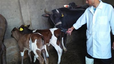 الطب البيطري.. علاج 3 ملايين و324 ألف رأس ماشية في قوافل بالبحيرة 