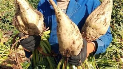 بدء موسم حصاد بنجر السكر بمحافظة البحيرة