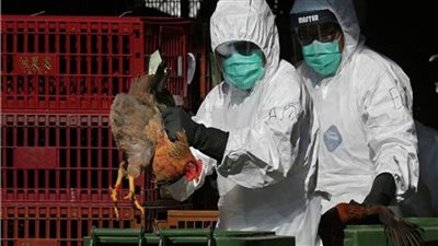 تأكيد أول حالة إصابة بشرية بسلالة إنفلونزا الطيور في روسيا