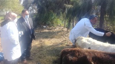 تحصين 93 ألف رأس ماشية ضد الحمى القلاعية بالدقهلية