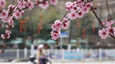 طلبات متزايدة لمنصة الوساطة عبر الإنترنت في الصين