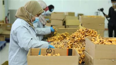 مهرجان القاهرة الدولى الأول للتمور.. نحو تطوير منظومة الزراعة والصناعة