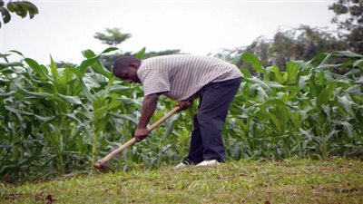 الاتحاد الأوروبي يؤكد التزامه بدعم قطاع الزراعة في ليبيريا