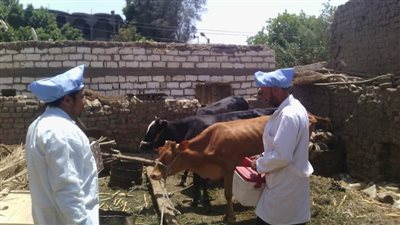 تحصين 36 ألف رأس ماشية ضمن ضد الحمى القلاعية والوادي المتصدع بأسيوط  