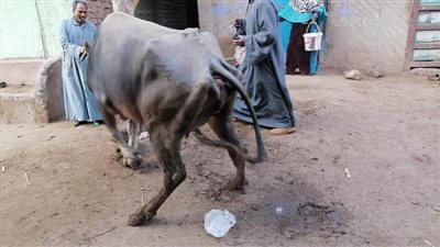 تحصين 76 ألف رأس ماشية ببني سويف