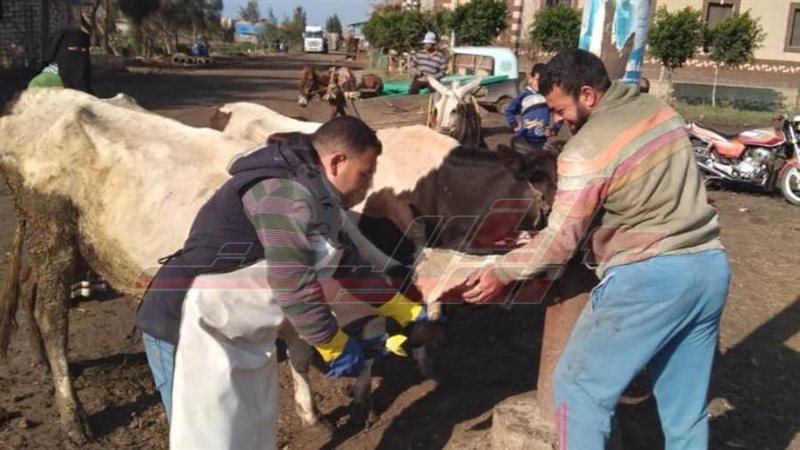 تحصين المواشي