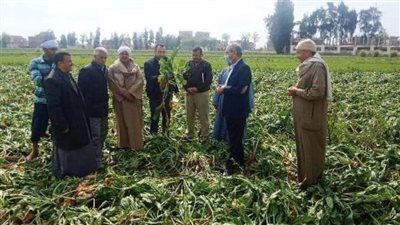 زراعة الشرقية: تنفذ يوم حصاد لحقل إرشادي لبنجر السكر
