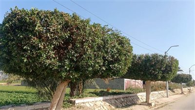 محليات بني سويف تنفذ حملات إزالة ومكافحة كورونا