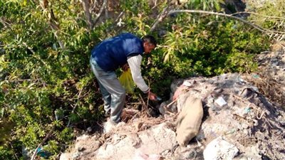 حملة لمكافحة القوارض والحد من أضرارها على المحاصيل الزراعية بالبحيرة