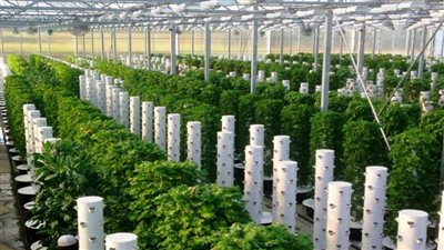 1.53 مليار درهم قيمة إنتاج 61 مزرعة تجارية في الإمارات خلال 2019