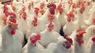 أسعار الدواجن اليوم...الفيليه يسجل 68 جنيهًا