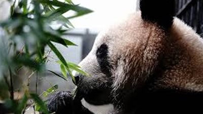 الصين تستعد لحماية خاصة للانواع الرئيسية من الحياة البرية