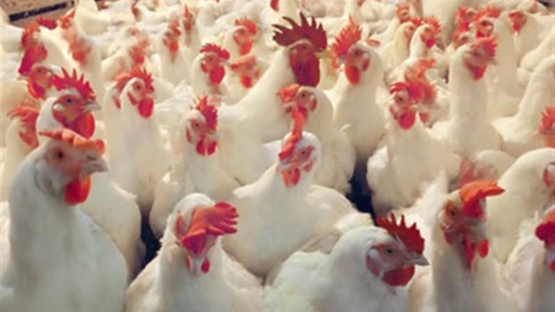 أسعار الدواجن