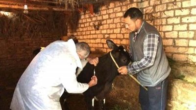 بيطري الشرقية يحصن 393 ألفا و258 رأس ماشية ضد الحمى القلاعية 