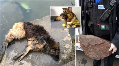 تغريم امرأة 8463 جنيهاً.. ربطت كلبةً بصخرة على ضفاف