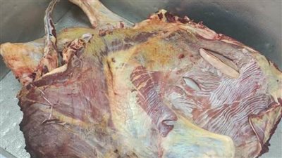 تموين المنيا : ضبط 350 كيلو جرام لحوم غير صالحة للاستهلاك الآدمي
