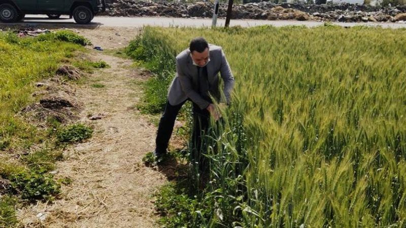 متابعة محصول القمح