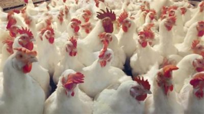 بورصة الدواجن اليوم.. استقرار الأسعار مع قرب حلول شهر رمضان 2021