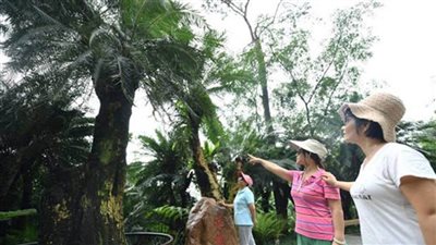 بعد جهود 5 أعوام... إنقاذ شجرة عمرها 406 أعوام في جنوبي الصين 