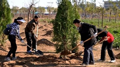 زراعة 210 ملايين شجرة في بكين على مدى أربعة عقود