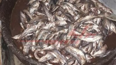 ضبط 600 كجم أسماك منتهية الصلاحية بـ”المنوفية“