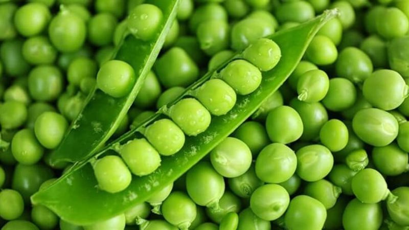 البسلة والكوسة