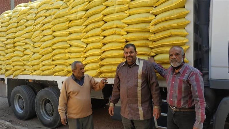 تقاوي القطن بالقنطرة