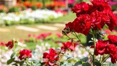 غدا بدء الاعتدال الربيعي في مصر.. وشم النسيم 3 مايو القادم