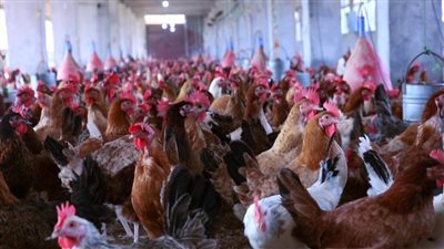 بورصة الدواجن اليوم.. استقرار في أسعار البيض واللحوم البيضاء 