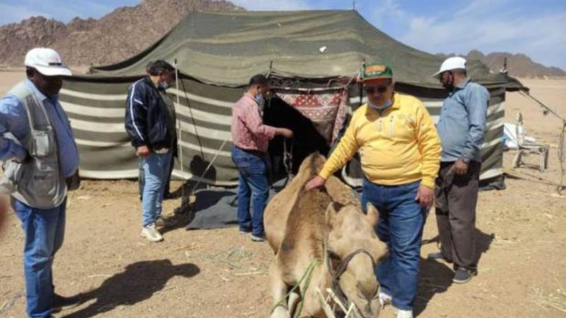 فحص الهجن في مضمار