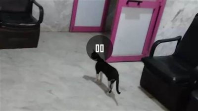 مسؤول طبى يكشف حقيقة وجود قطط بمستشفى بنها التعليمى