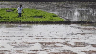 حكم نهائى يؤيد الحكومة فى تحديد مناطق الغمر بالمياه لزراعة الأرز